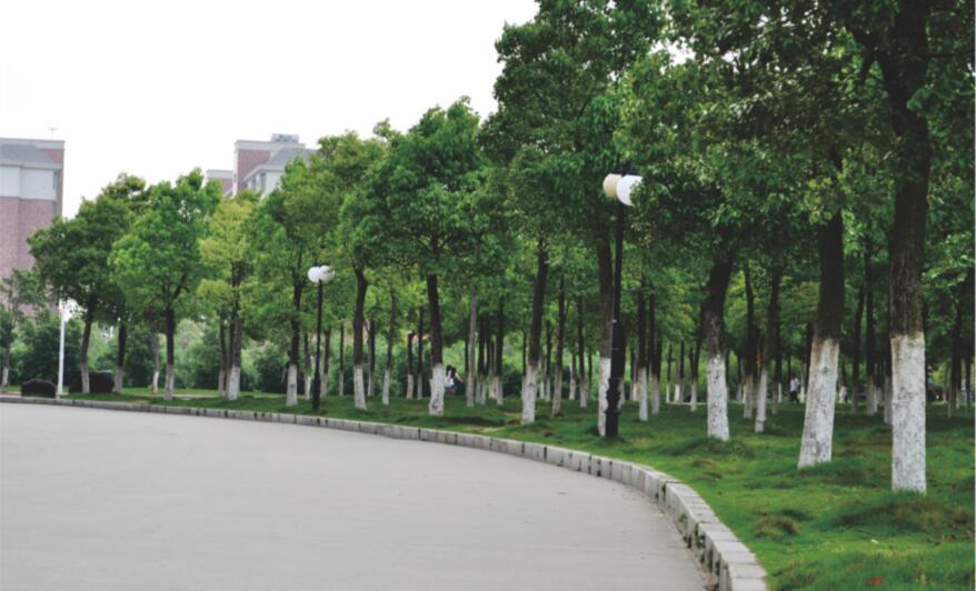 贵溪市金屯中小学室外绿化工程